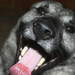 Meet your Posher, Renee